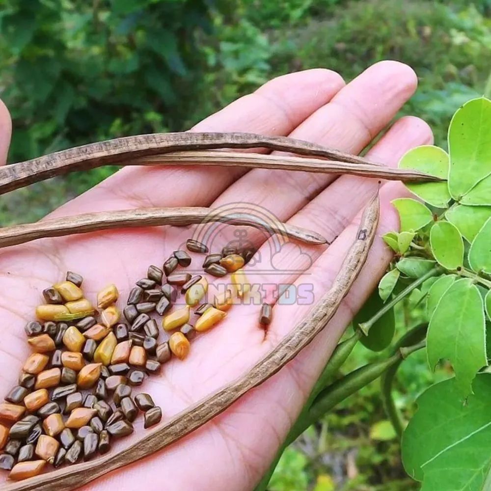 Quả cây thảo quyết minh chín tách ra thành hạt muồng muồng