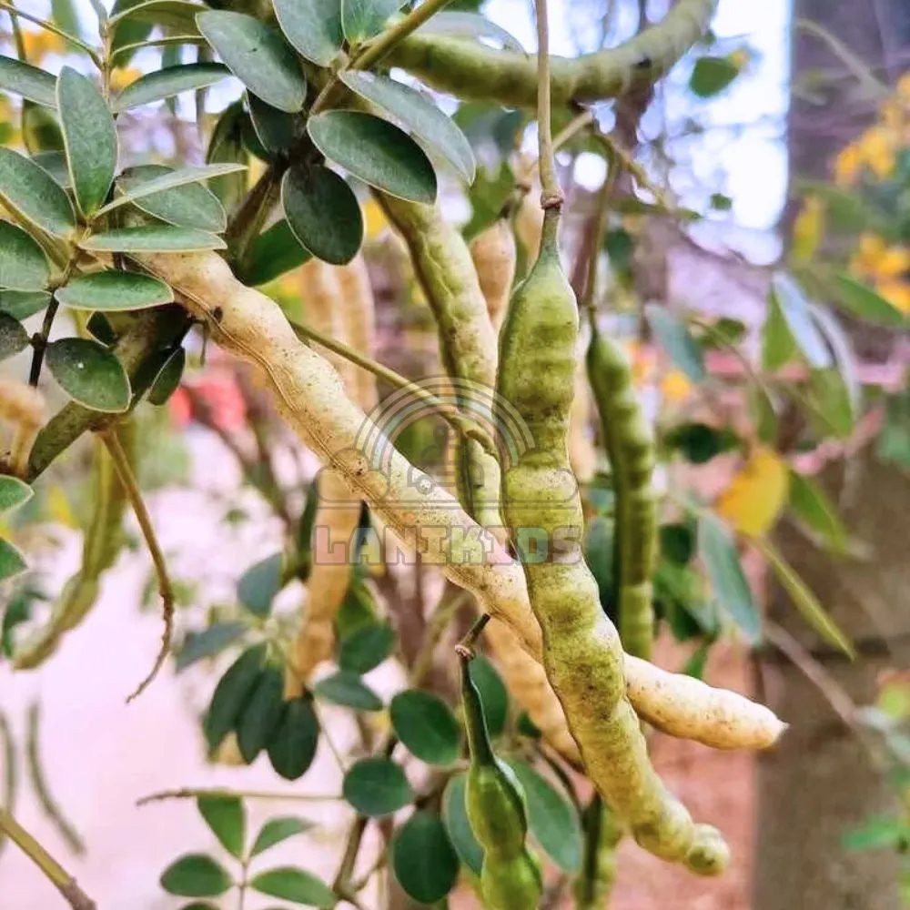Quả của cây thảo quyết minh